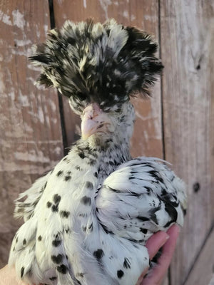 Older Appenzeller Silver Spitzhauben Started Young Pullet Hen