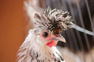 Older Appenzeller Silver Spitzhauben Started Young Pullet Hen