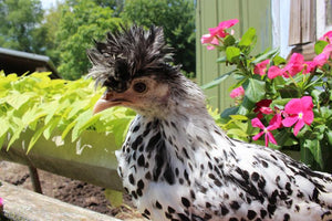 Older Appenzeller Silver Spitzhauben Started Young Pullet Hen