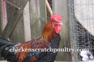 Older Welsummer Started Young Pullet Hens