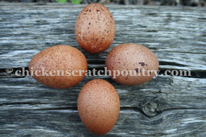 Older Welsummer Started Young Pullet Hens