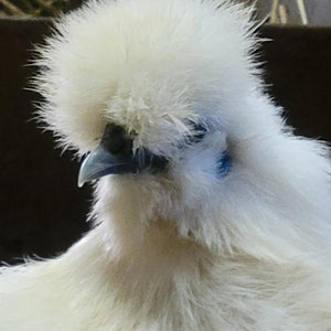 Silkie White Bearded Crested Started Young Pullet Hens