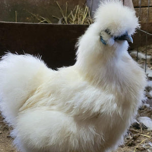 Silkie White Bearded Crested Started Young Pullet Hens