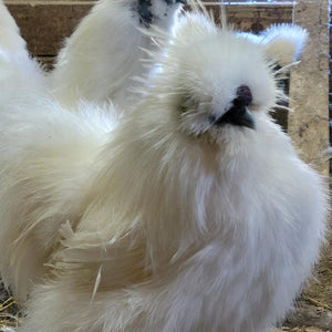 Silkie White Bearded Crested Started Young Pullet Hens