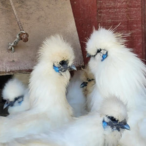 Silkie White Bearded Crested Started Young Pullet Hens