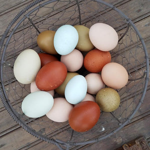 Older Blue Laced Red Wyandotte Started Young Pullet Hens