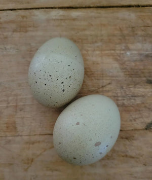 Older F2 Olive Egger Started Young Pullet Hens