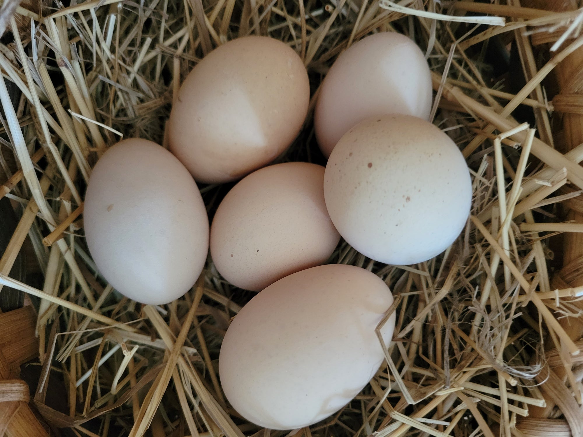 Heritage Rhode Island Red Fertile Hatching Eggs
