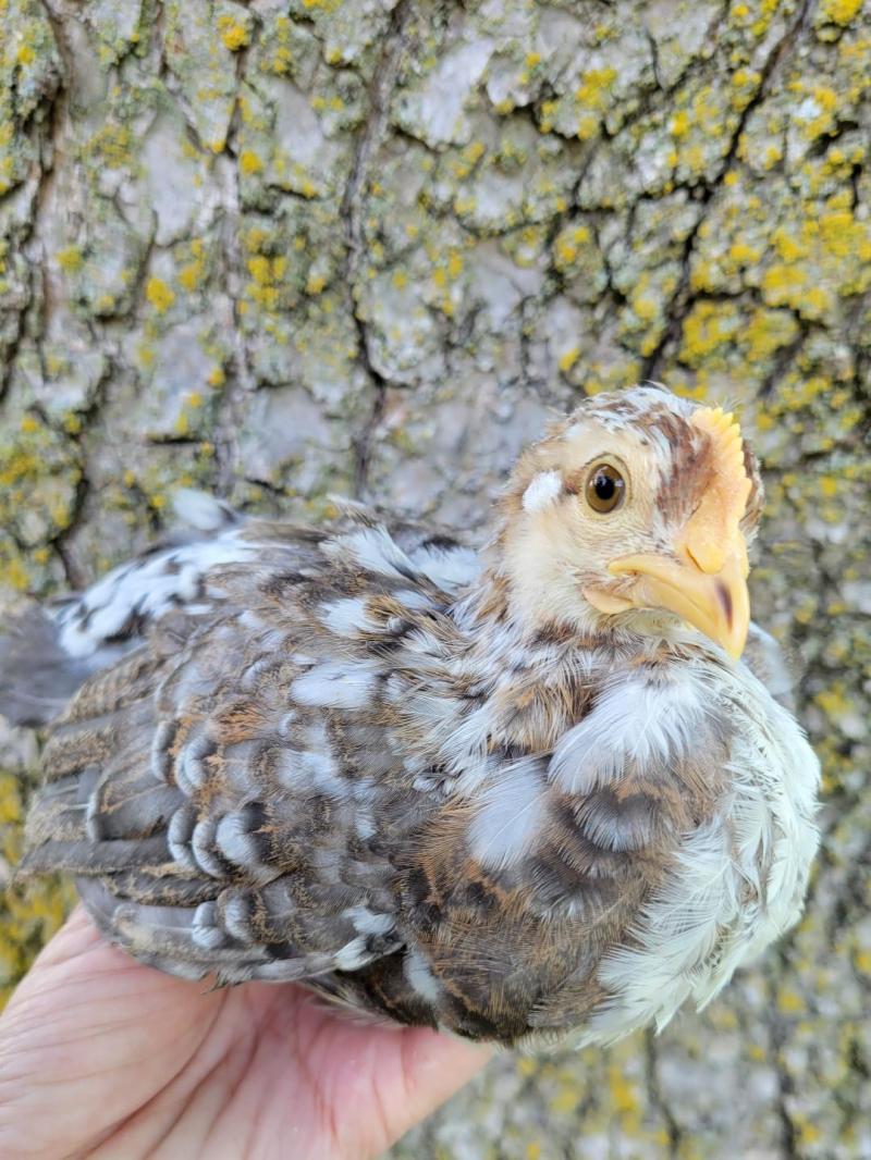 55 Flowery Hen Chicks