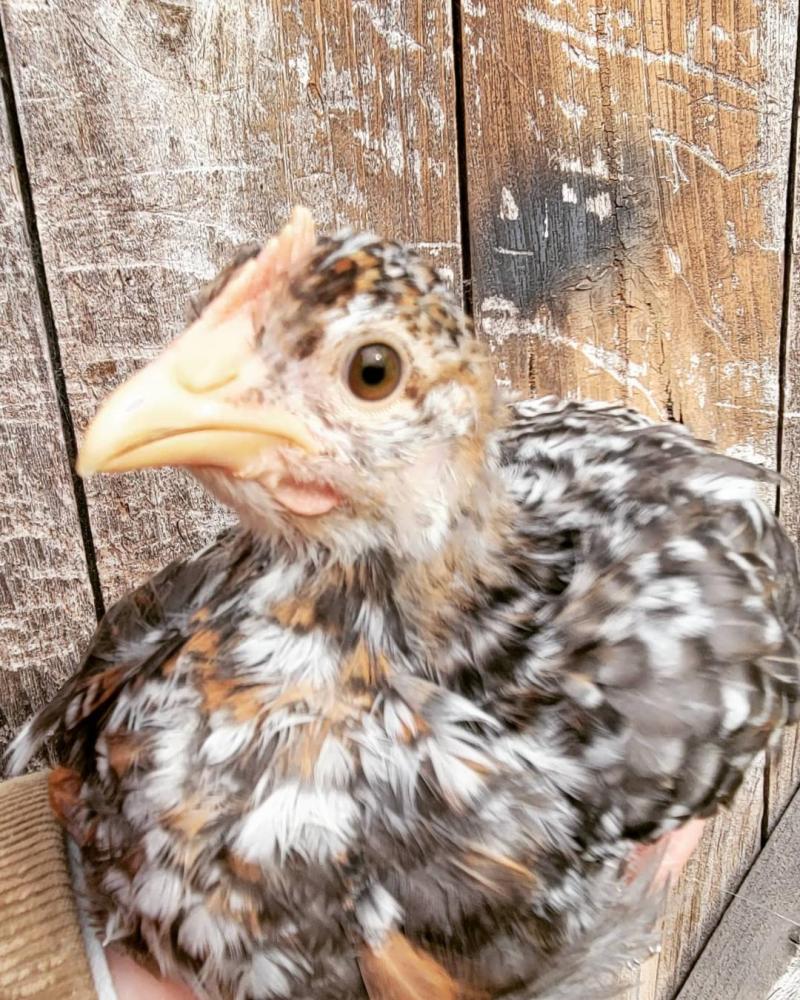 55 Flowery Hen Started Young Pullet Hen