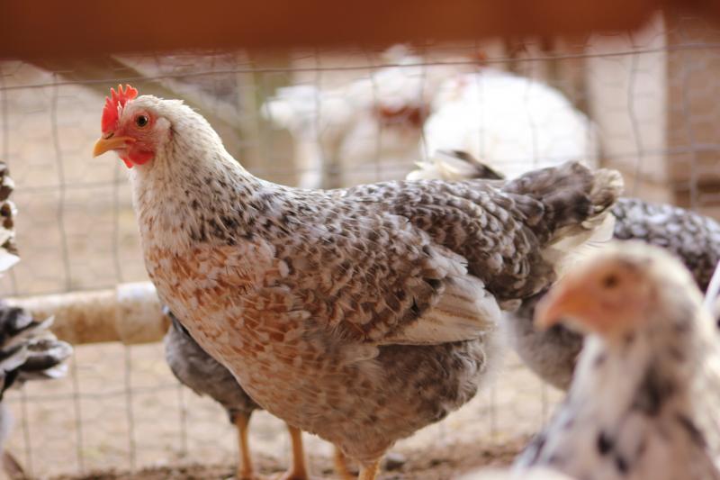 55 Flowery Hen Fertile Hatching Eggs