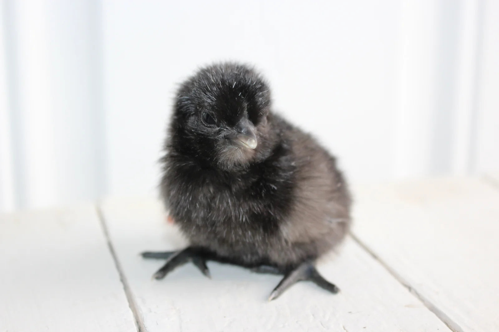 Ayam Cemani Chicks / The Black Chicken