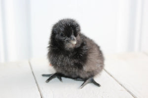 Ayam Cemani / Black Chicken Fertile Hatching Eggs