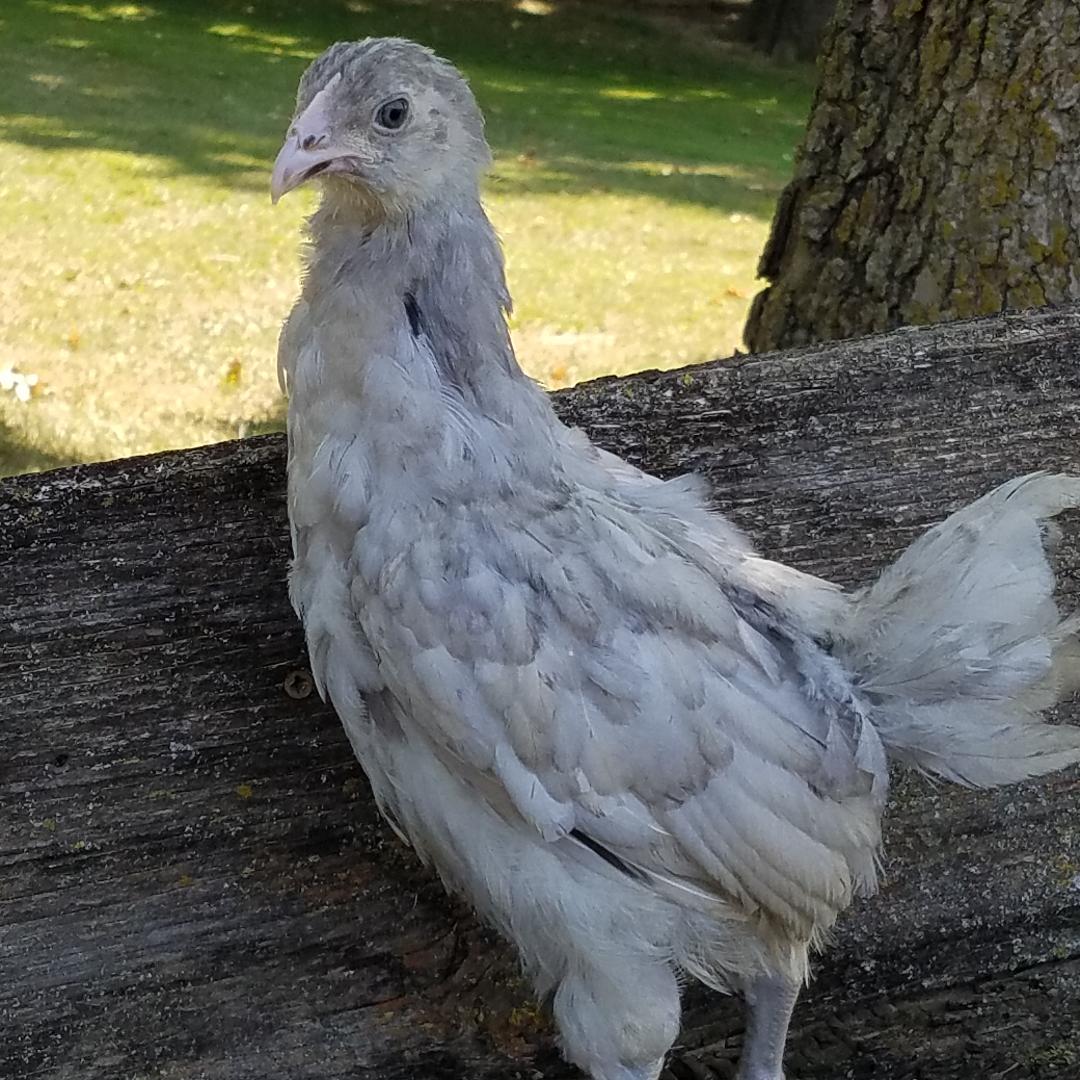 Ameraucana Blue Egg layer Started Young Pullet Hen
