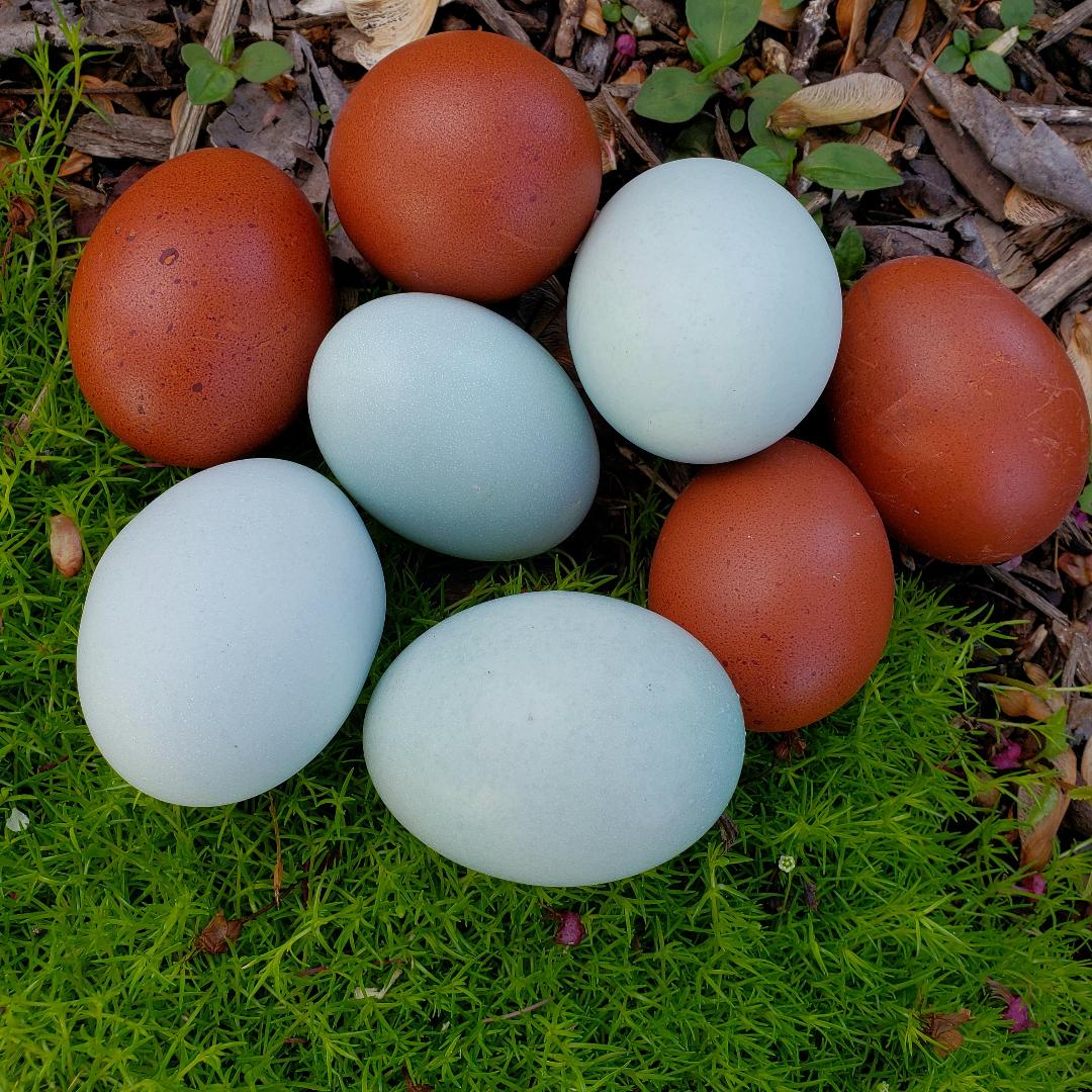 French Blue Copper Marans Fertile Hatching Eggs
