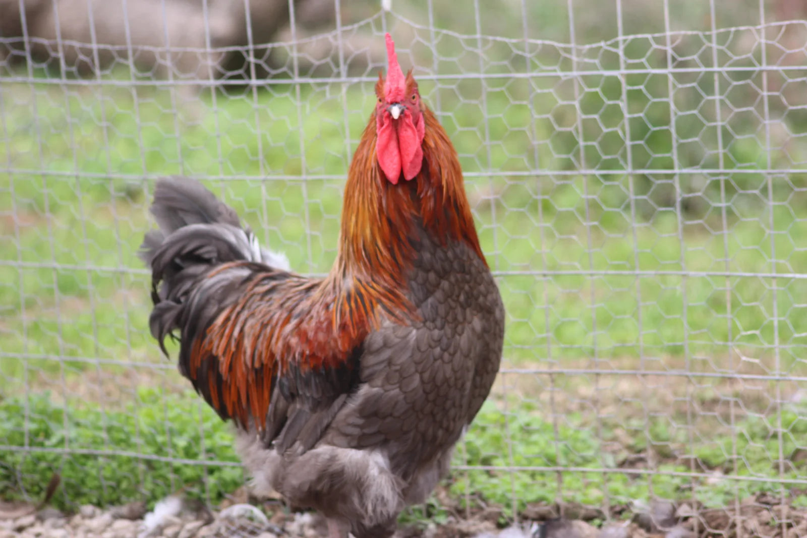 Maran Raptor Cuckoo Maran Rooster