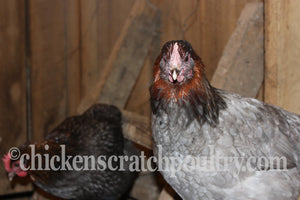 French Blue Copper Marans Chicks