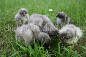 French Blue Copper Marans Chicks