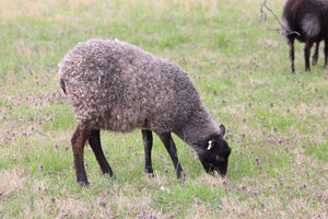 Gotland Sheep 1 Year Old Ewe Alva #0056