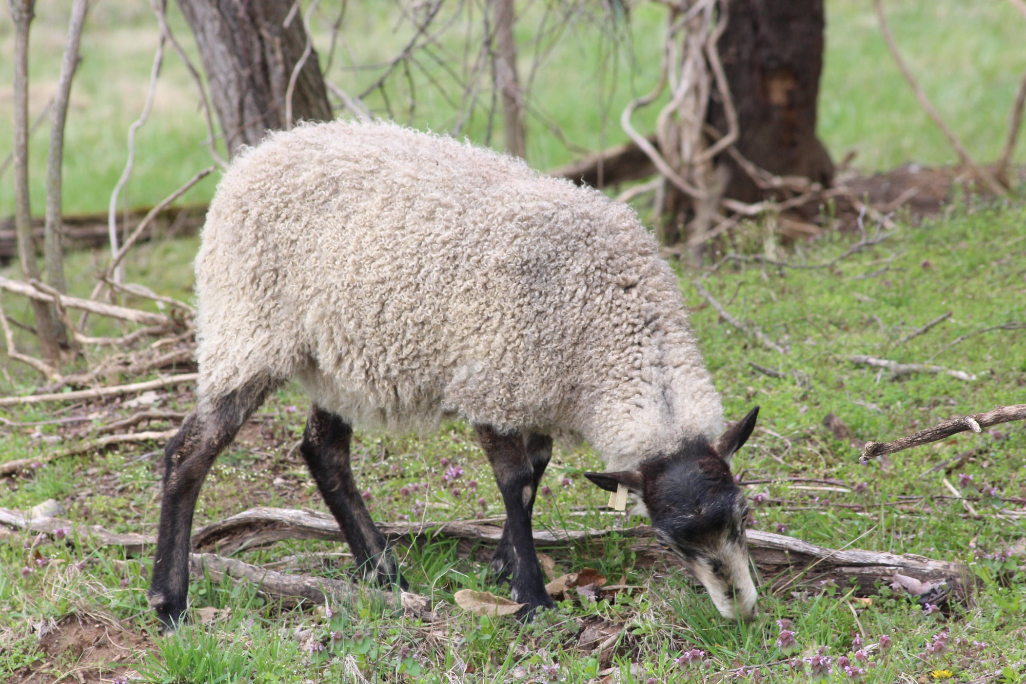 Gotland Sheep 1 Year Old Ewe Mila #0041