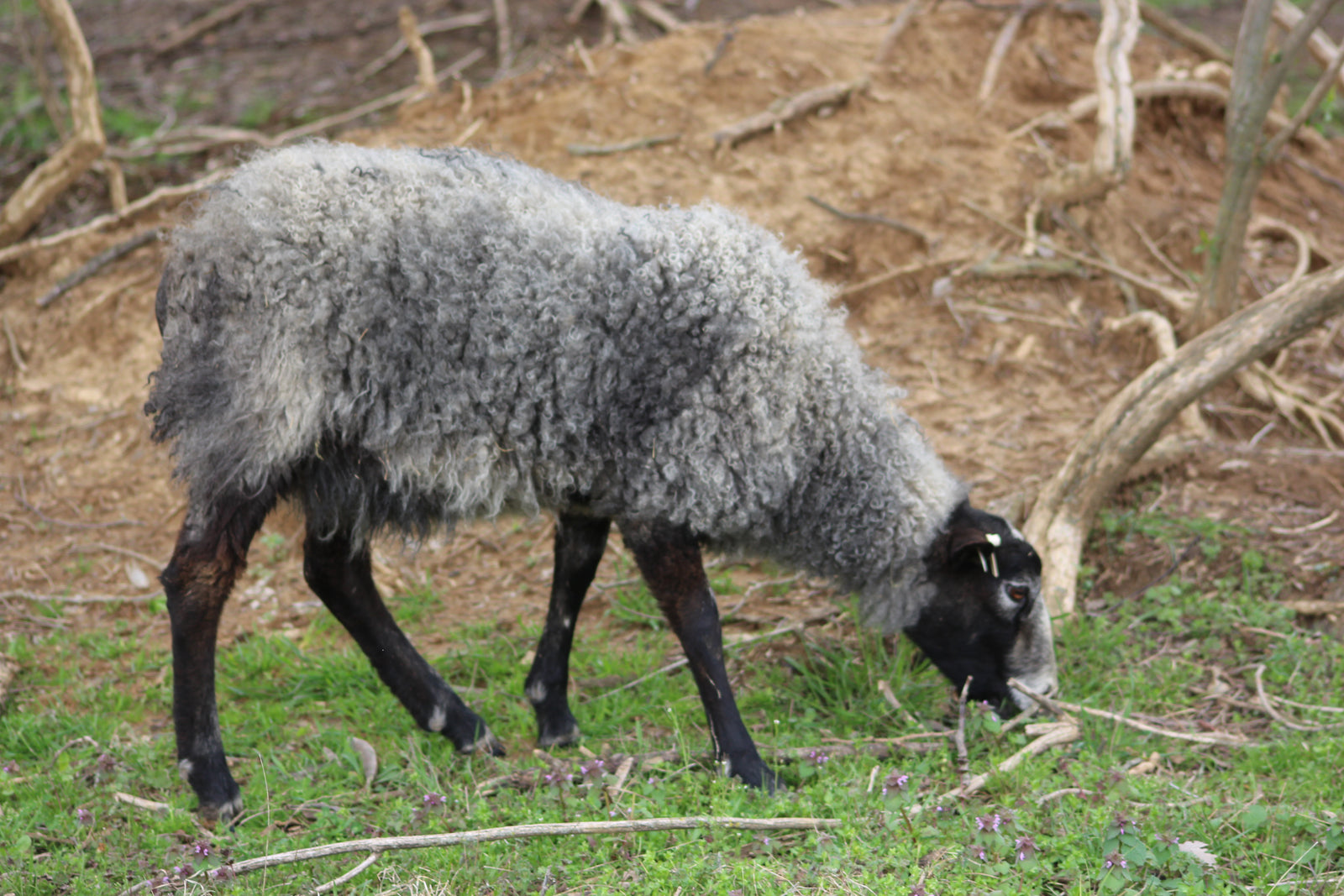 Gotland Sheep For Sale Chicken Scratch Poultry
