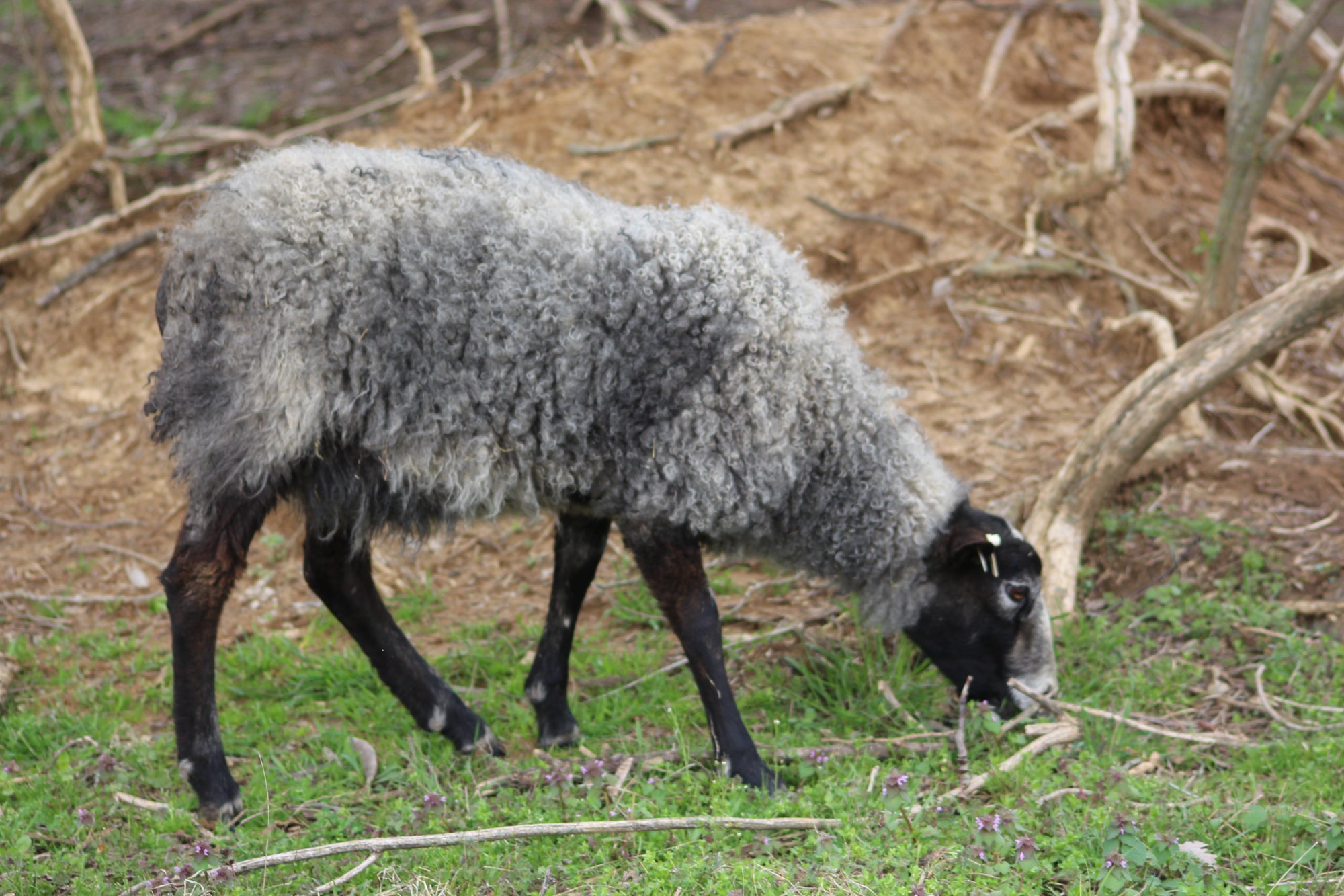 Gotland Sheep 1 Year Old Ewe Freja #0044