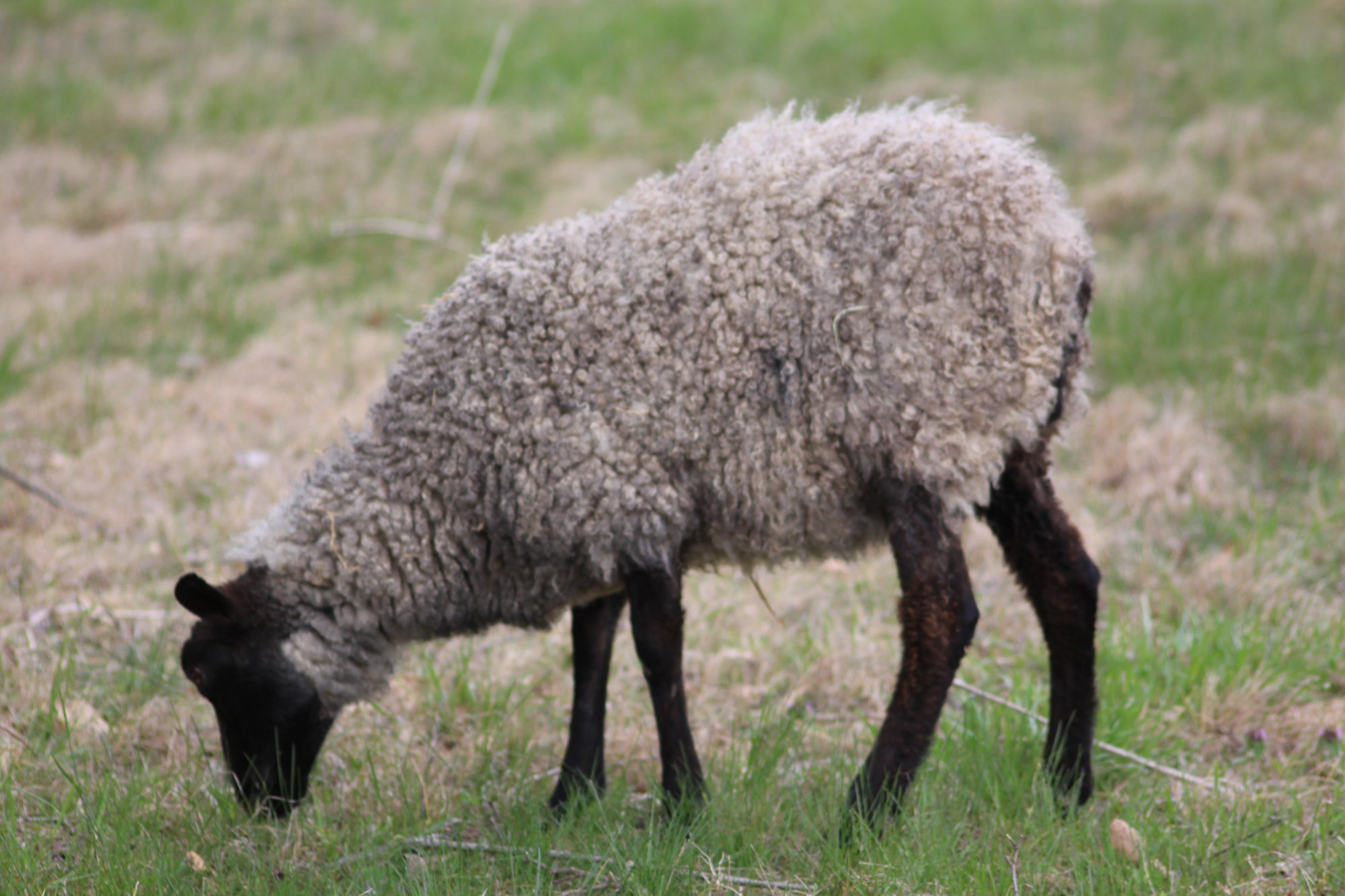 Gotland Sheep 1 Year Old Ewe Selma #0040