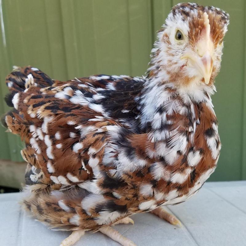 Jubilee Orpington Chicks