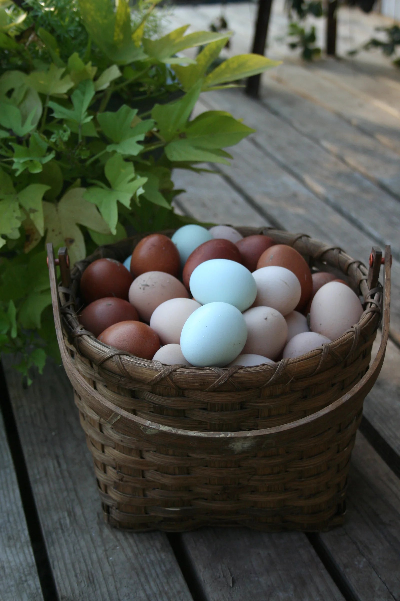 Lavender Orpington Fertile Hatching Eggs