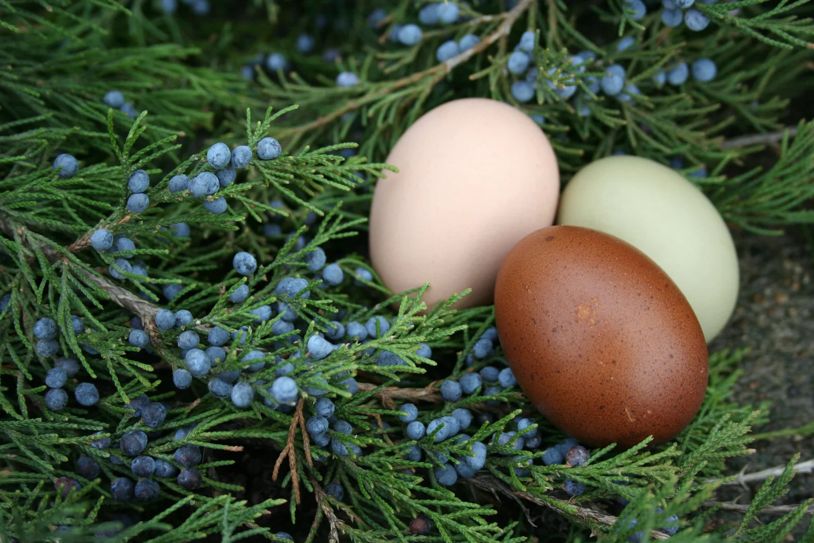 Silkie Bearded Crested Fertile Hatching Eggs