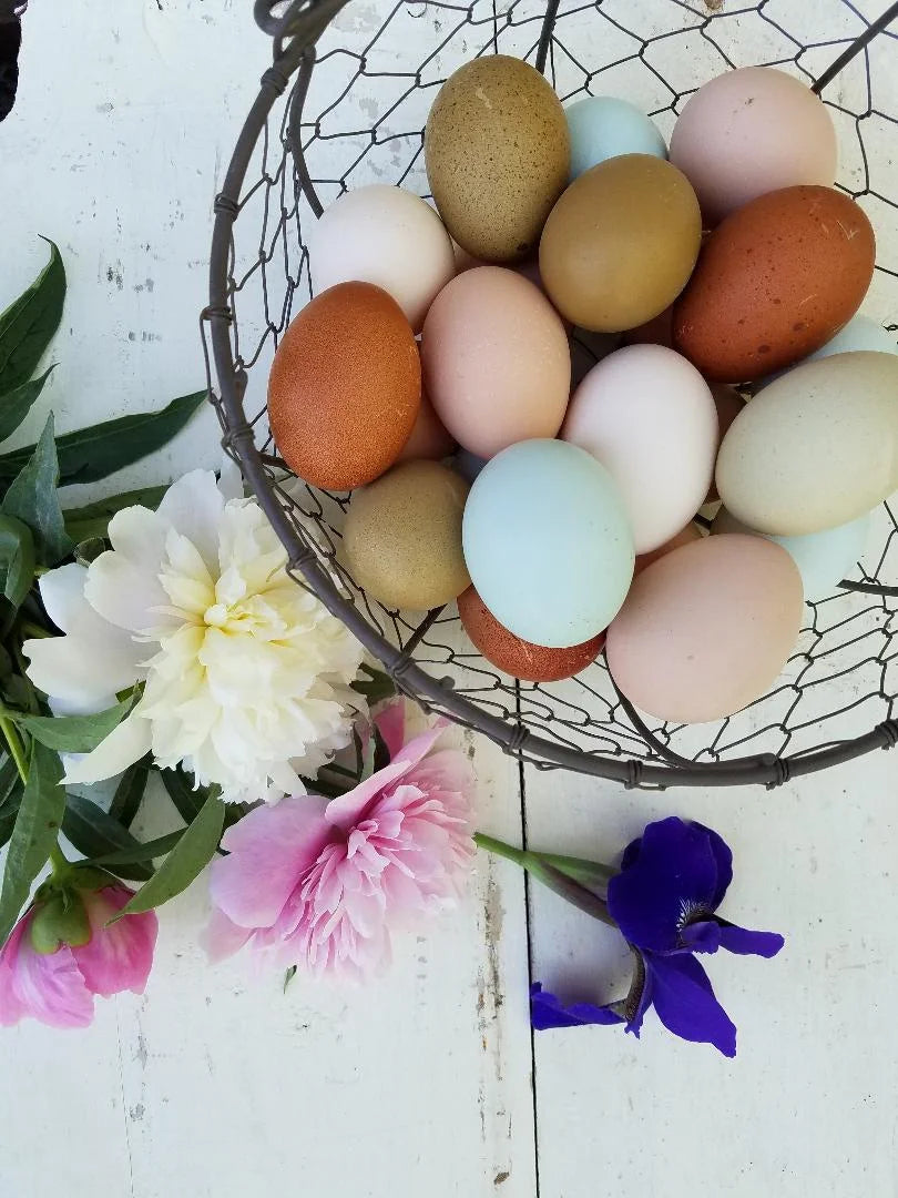 Light Sussex Fertile Hatching Eggs