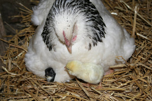 Light Sussex Started Young Pullet Hens