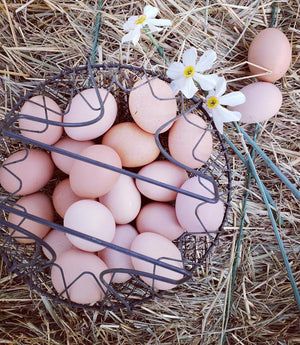 Chocolate Orpington Bantam Fertile Hatching Eggs