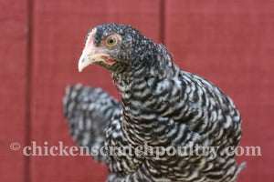 Malines Fertile Hatching Eggs