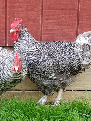 Malines Fertile Hatching Eggs