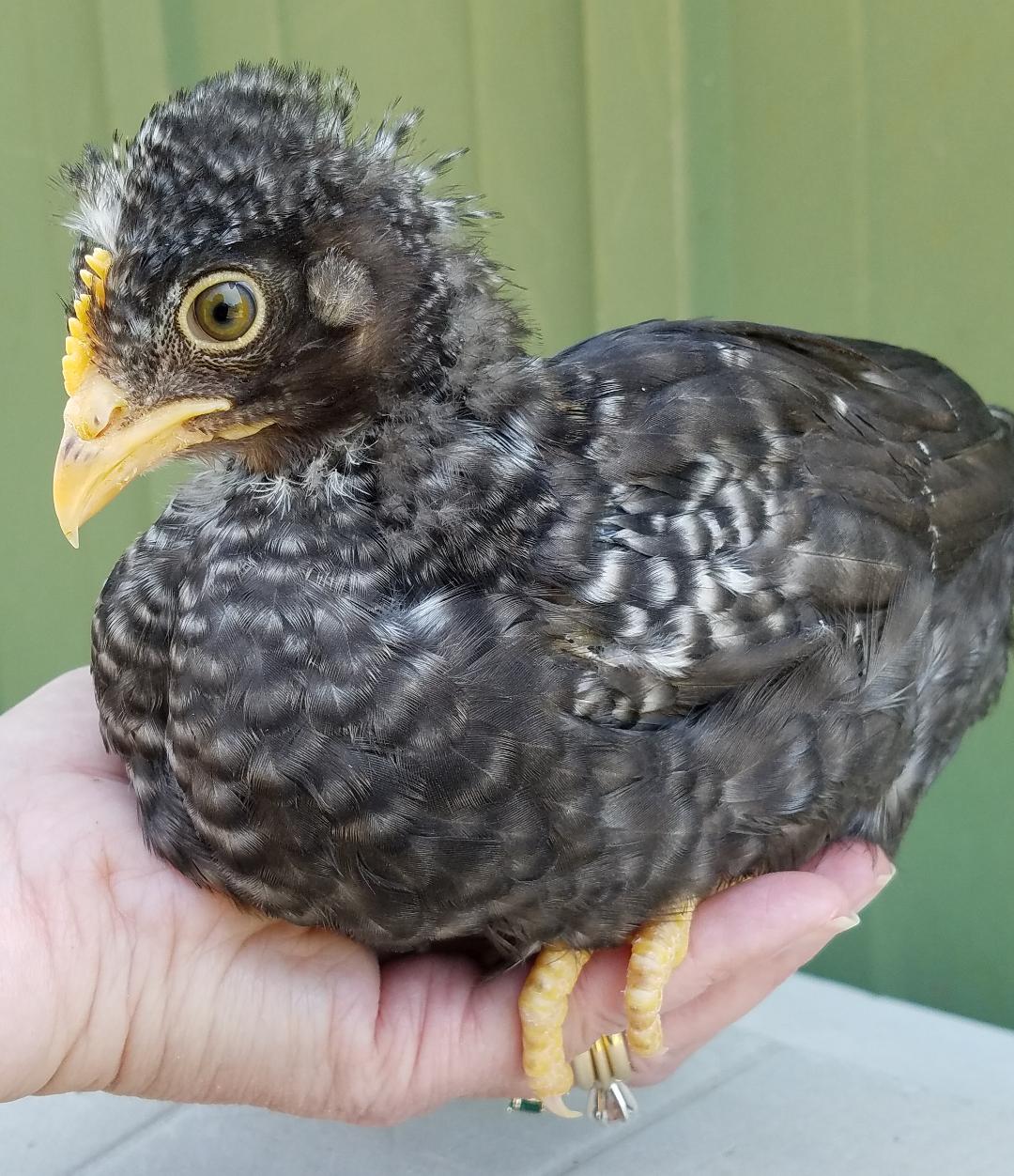 Started Young Pullet Hens - Chicken Scratch Poultry