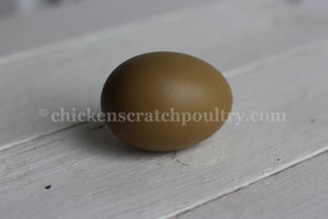 Mint Cream Bar / Green Egg Layer Fertile Hatching Eggs
