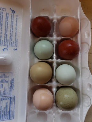 Olive Egger Started Pullet Hens "Dark Green Egg Layer"