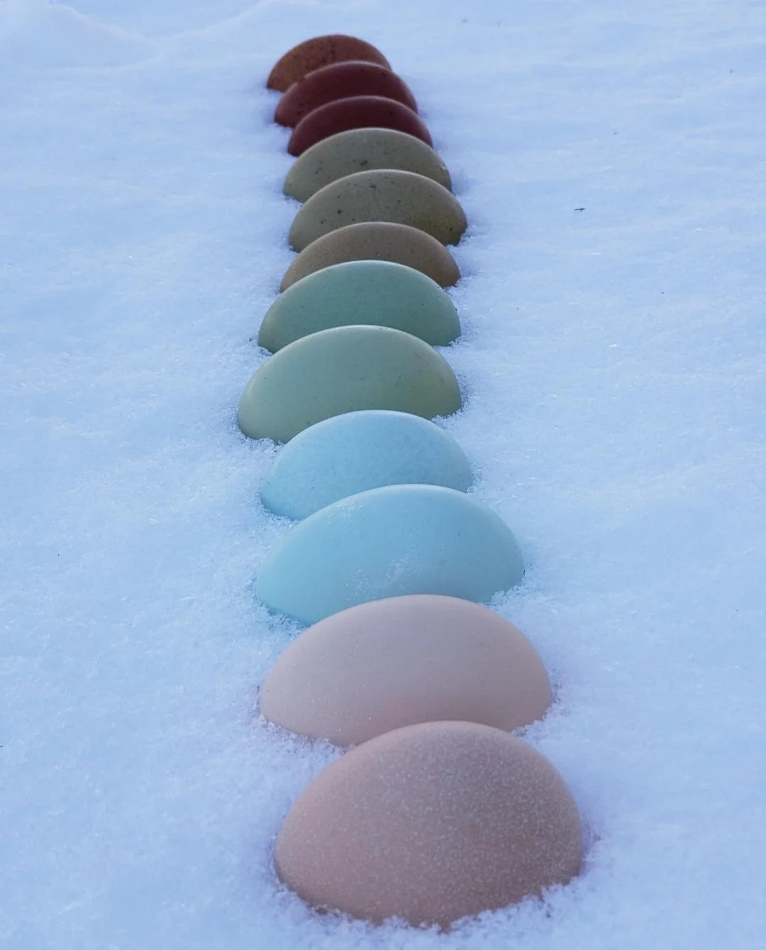 Olive Egger "Dark Green Egg Layer" Fertile Hatching Eggs