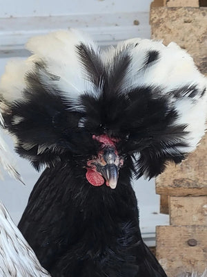 White Crested Cuckoo Polish Started Young Pullet Hens