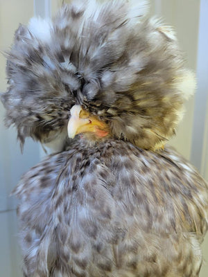 White Crested Cuckoo Polish Started Young Pullet Hens