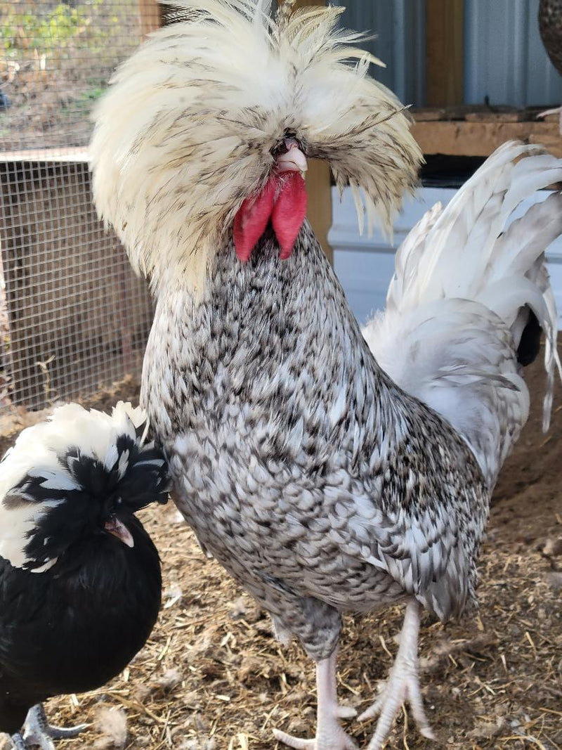 White Crested Cuckoo Polish Started Young Pullet Hens - Chicken Scratch ...