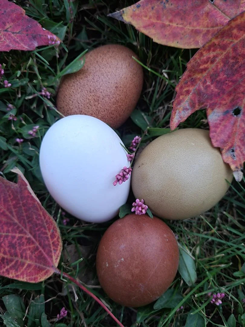 White Crested Cuckoo Polish Fertile Hatching Eggs