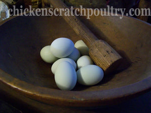 Rumpless Tufted Araucana Fertile Hatching Eggs