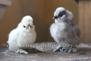Silkie Chicks Bearded Crested