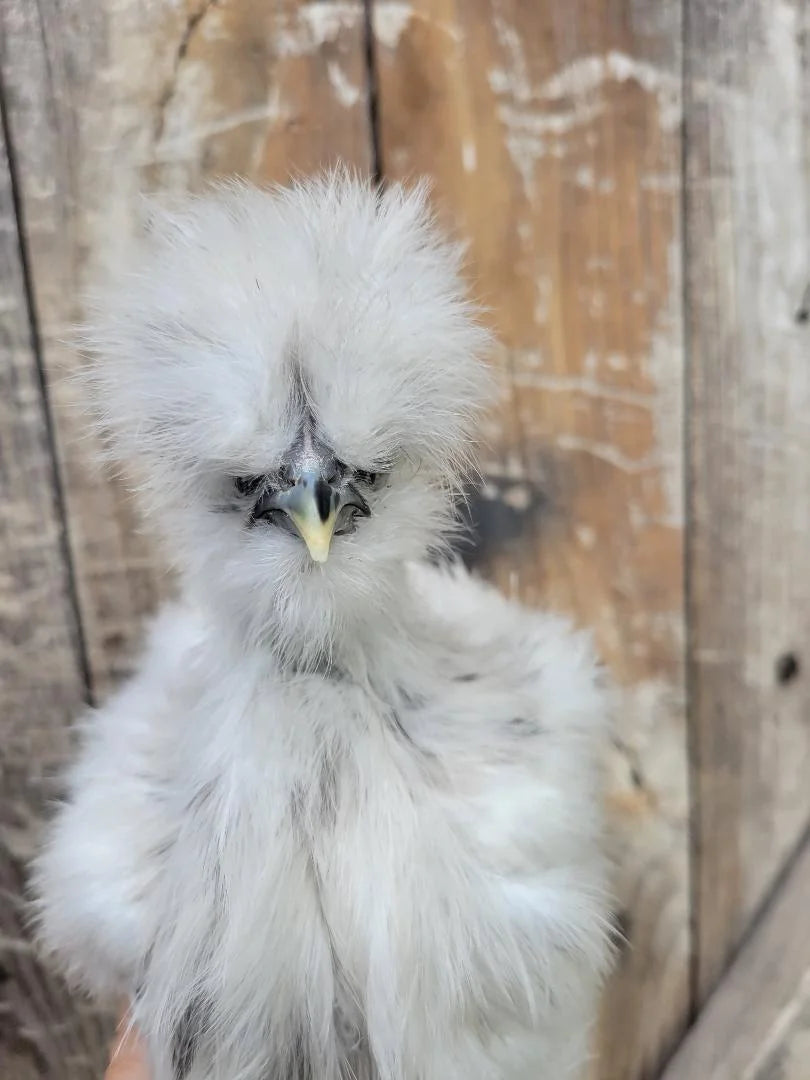 Silkie Bearded Crested Started Young Pullet Hens 7 to 8 Weeks Old Ready Now