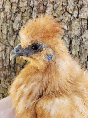 Silkie Crested Fertile Hatching Eggs
