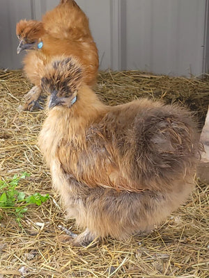 Silkie Crested Started Young Pullet Hens