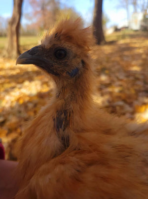 Silkie Crested Chicks