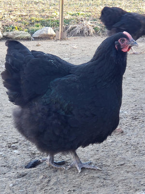 Black Orpington Started Young Pullet Hens